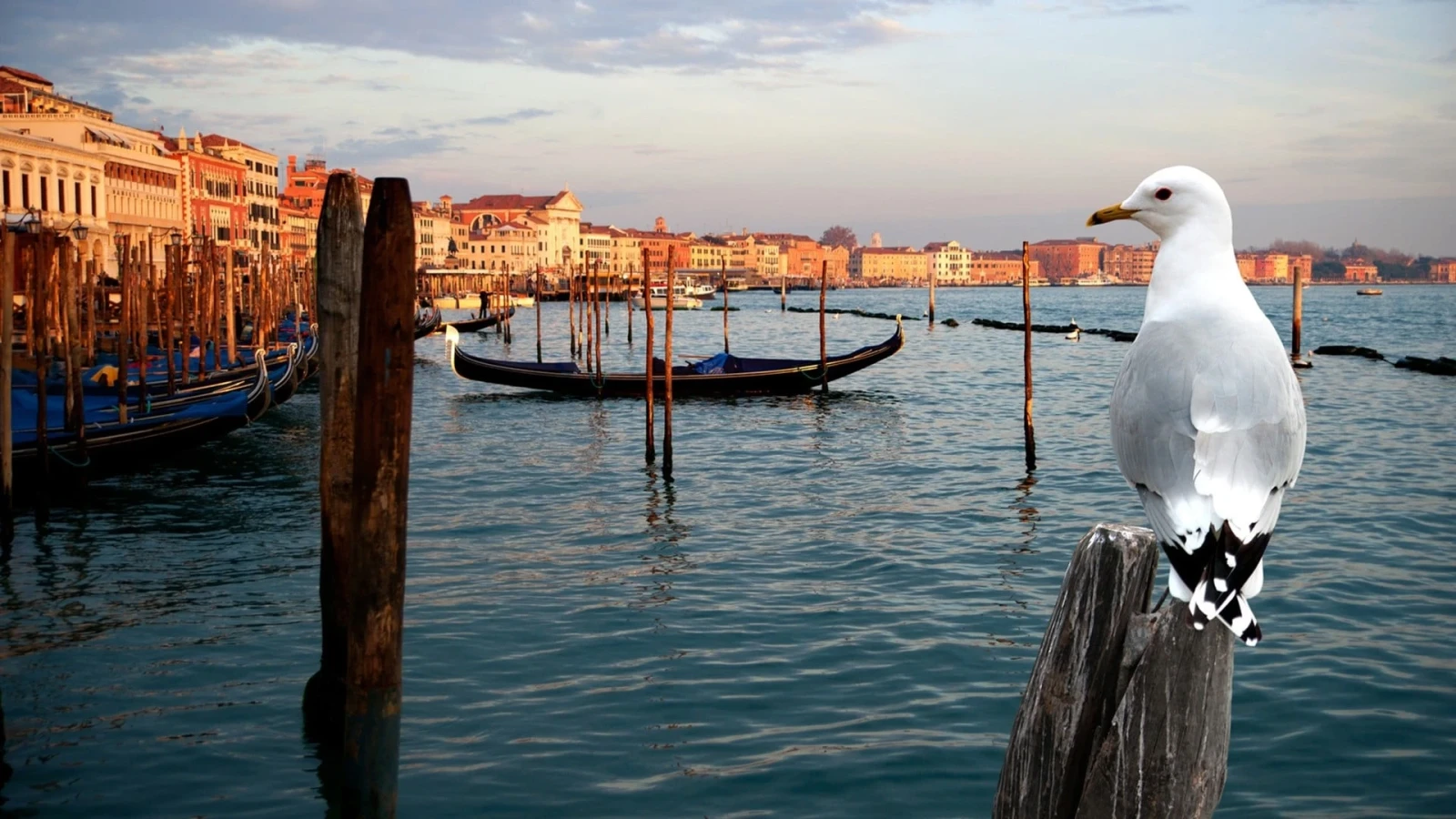 Xem phim Thiên Nhiên Hoang Dã Venice - Motchill