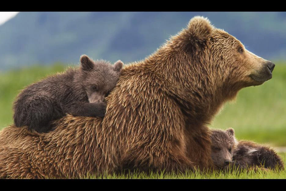 Xem phim Bears - Motchill
