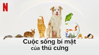Xem phim Cuộc Sống Bí Mật Của Thú Cưng - Motchill