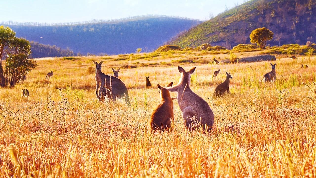 Xem phim Thung Lũng Kangaroo - Motchill
