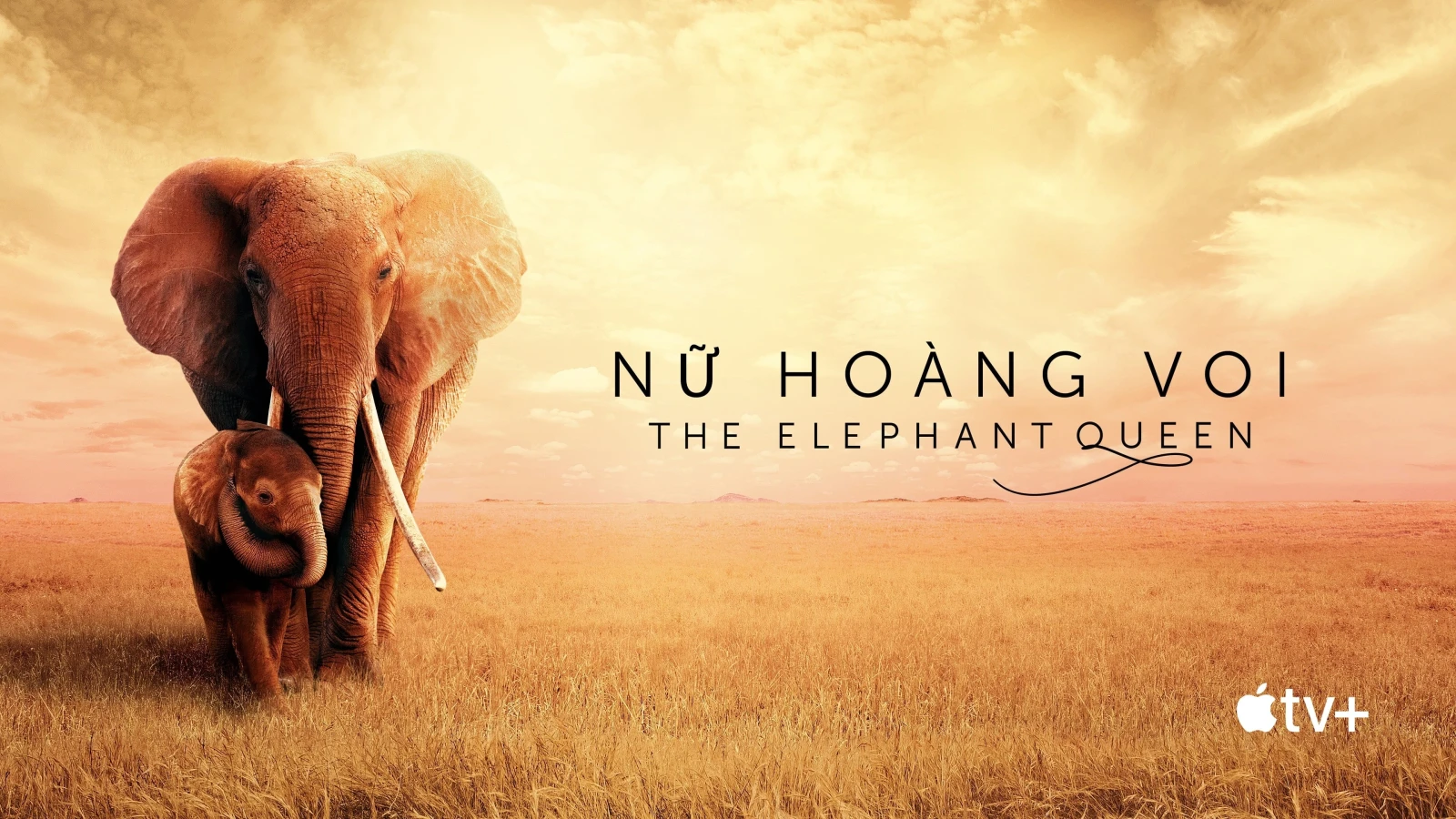 Xem phim Nữ Hoàng Voi - Motchill